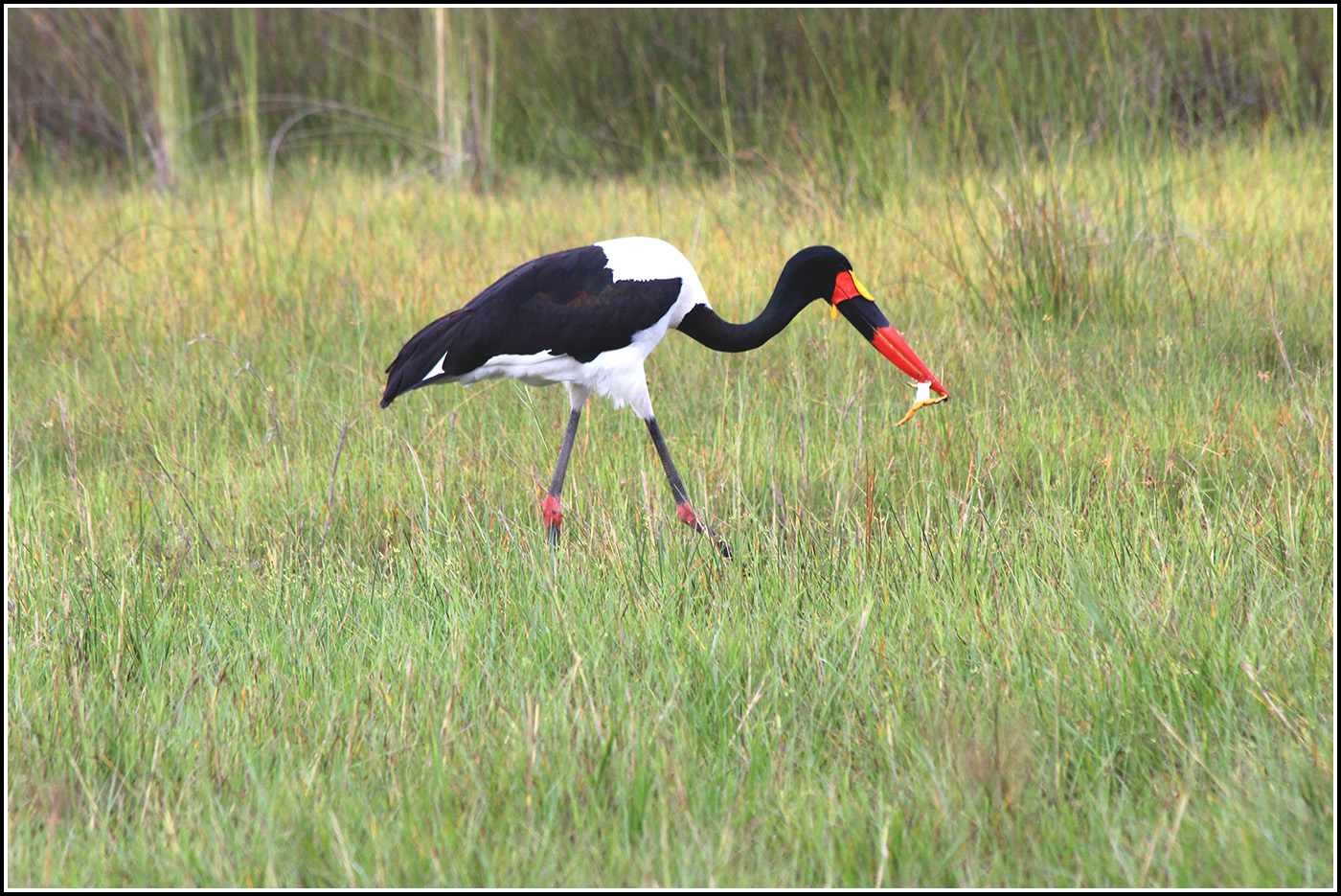 Saddle-billed stork-2